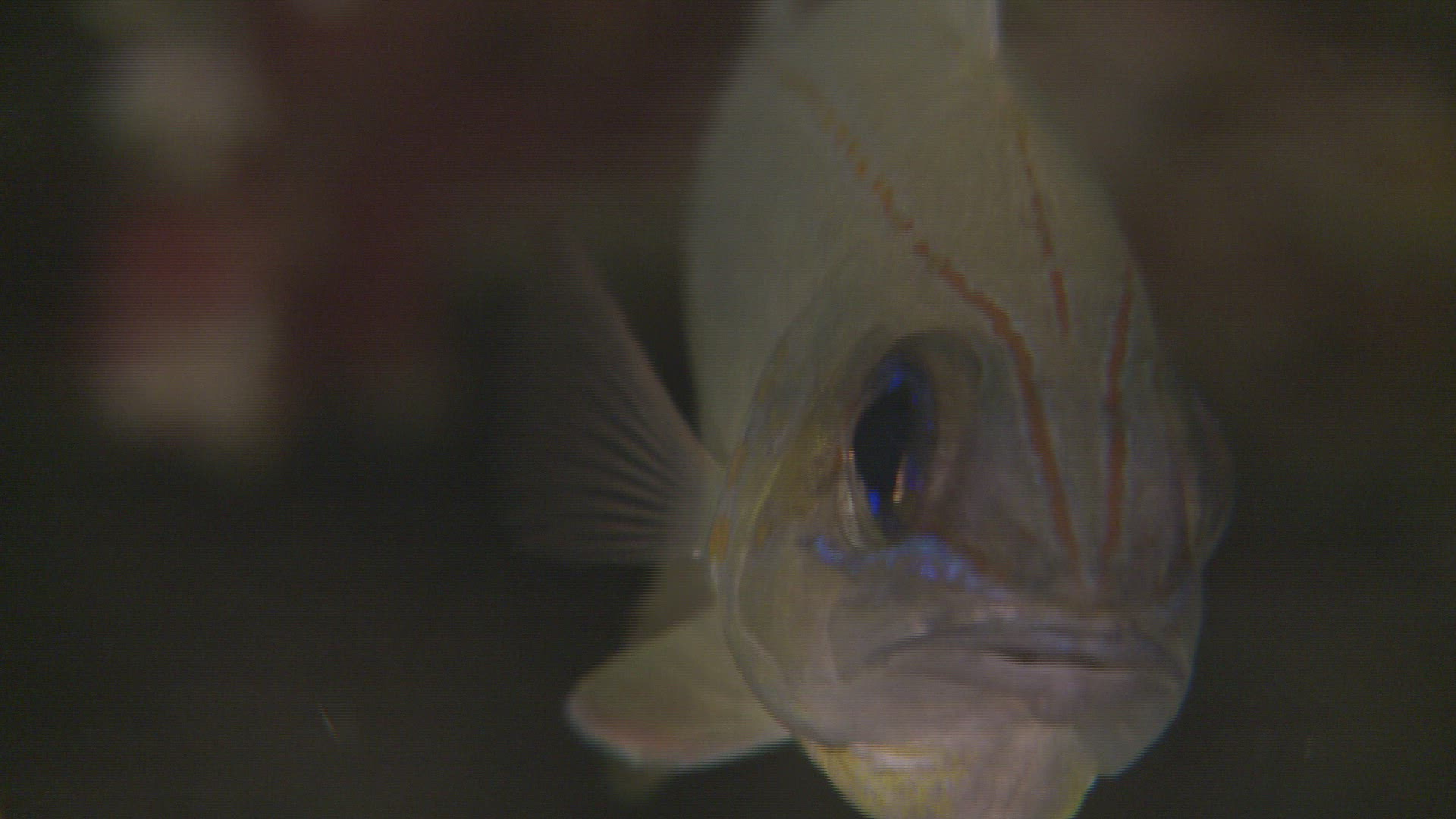 913660301 / Bone Fish / Sea Life / Philippines