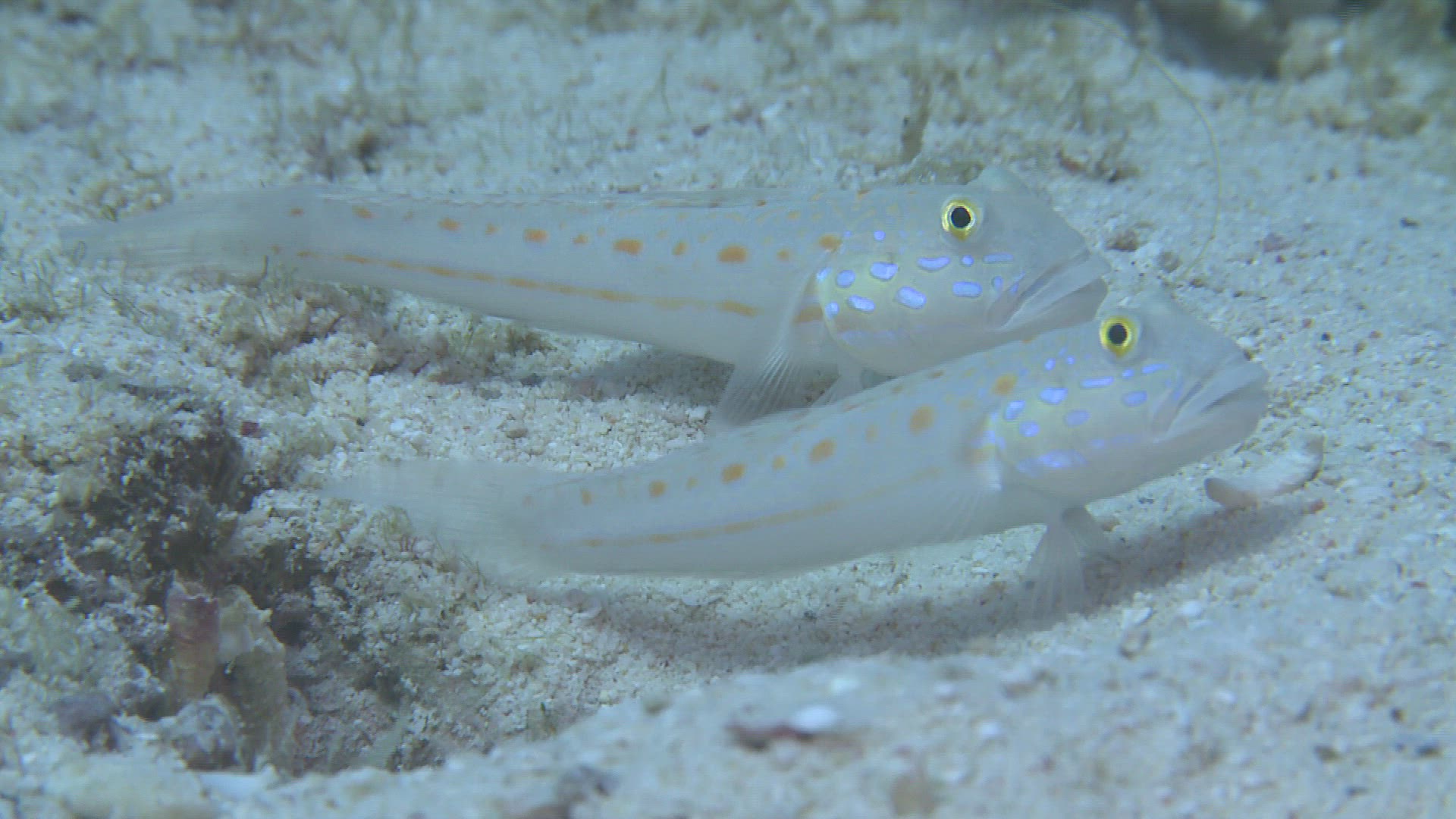 339239922 / Bone Fish / Sea Life / Philippines