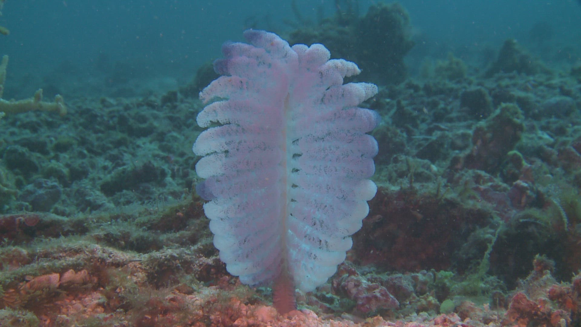 106838279 / Coral / Sea Anemone / Sea Life / Philippines