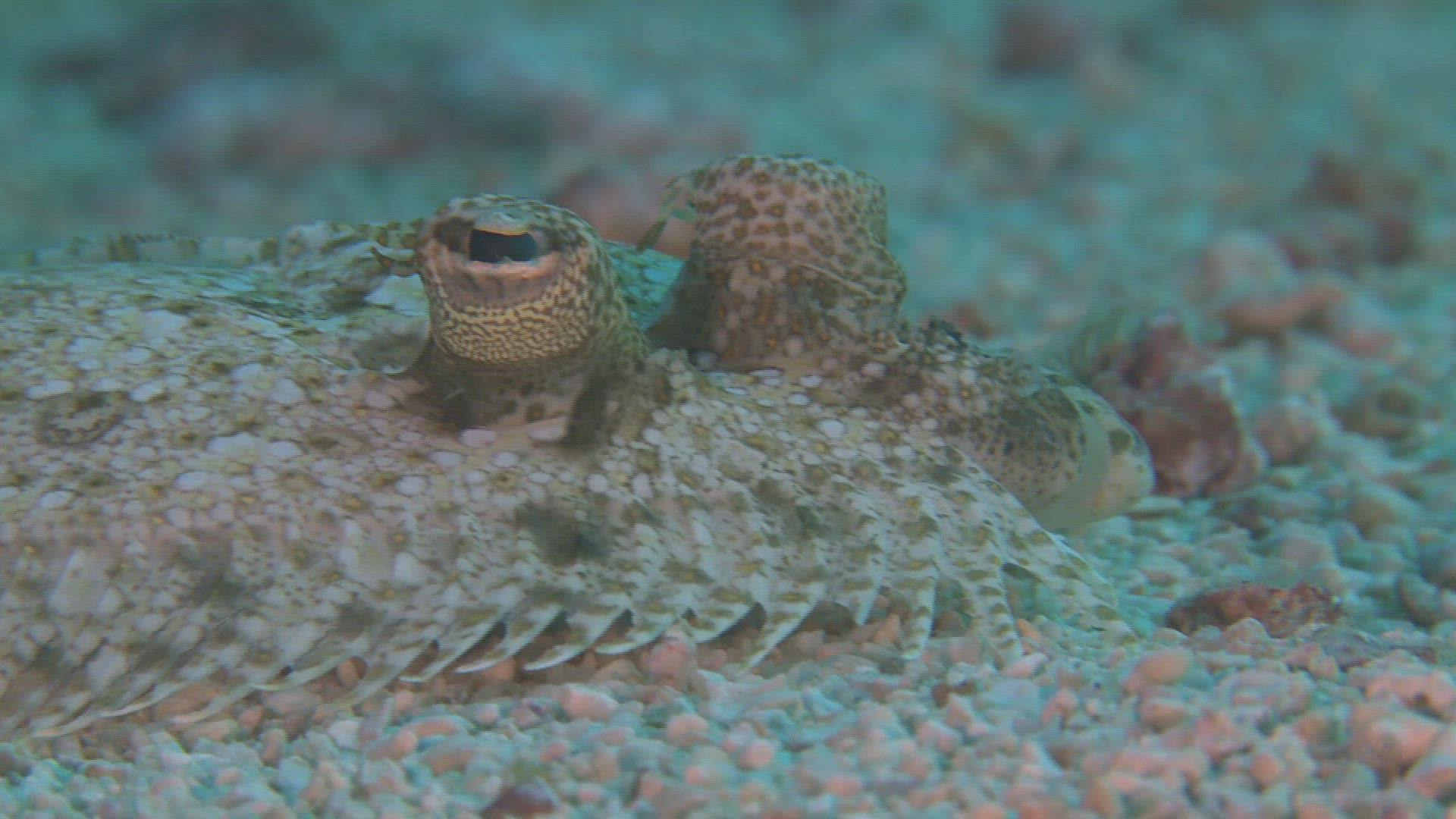 149141222 / Bone Fish / Sea Life / Philippines