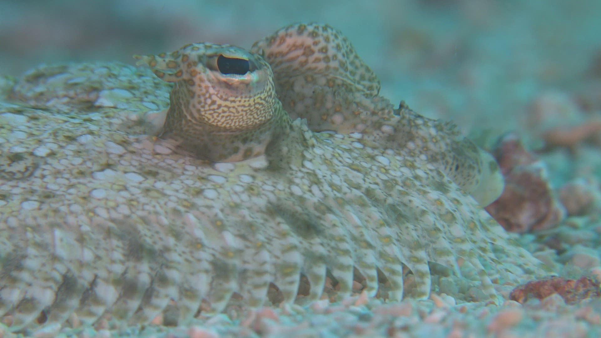 548944108 / Bone Fish / Sea Life / Philippines