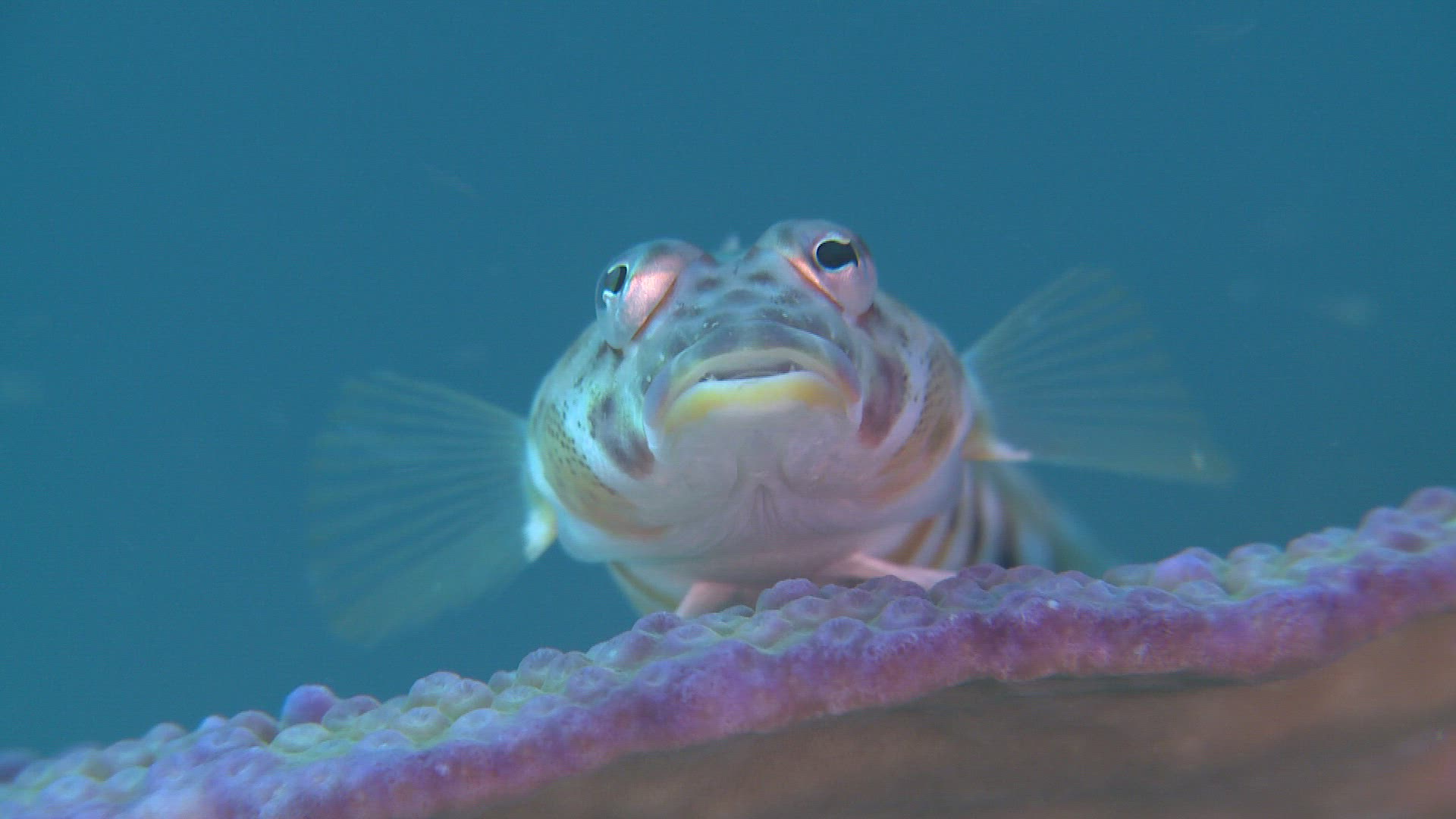 592403467 / Bone Fish / Sea Life / Philippines