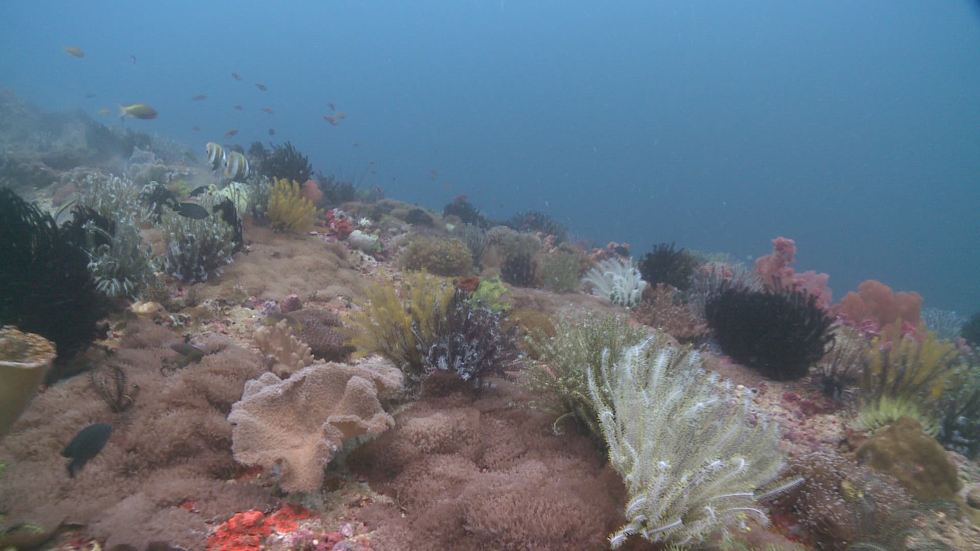 624614806 / Coral / Sea Anemone / Sea Life / Philippines