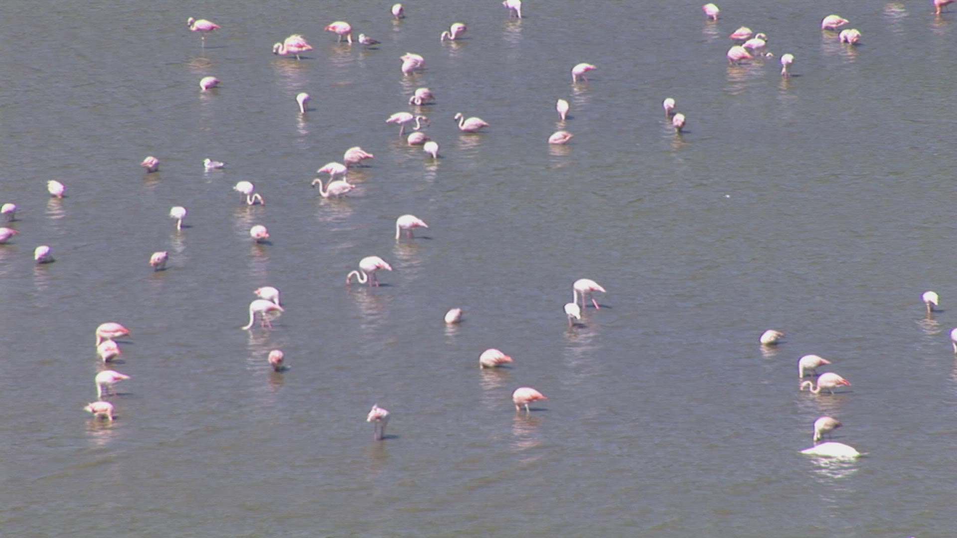 202612122 / Pink Flamingo / Colony / Africa