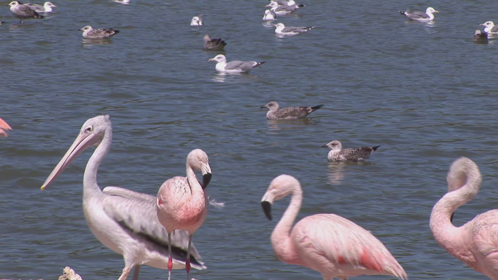 663203334 / Pink Flamingo / Lake Nakuru / Kenya