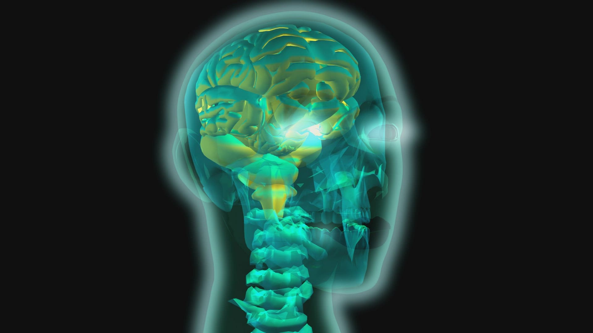 214930657 / Skull / Central Nervous System / 3D Animation