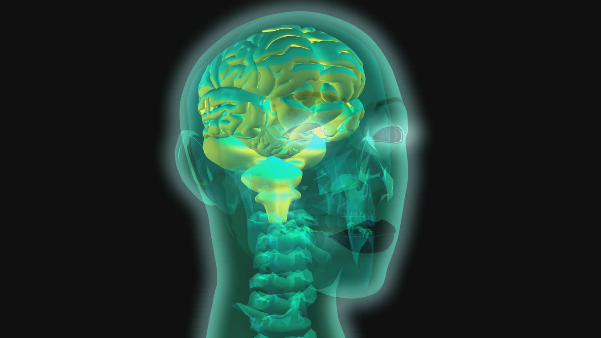616082969 / Skull / Central Nervous System / 3D Animation