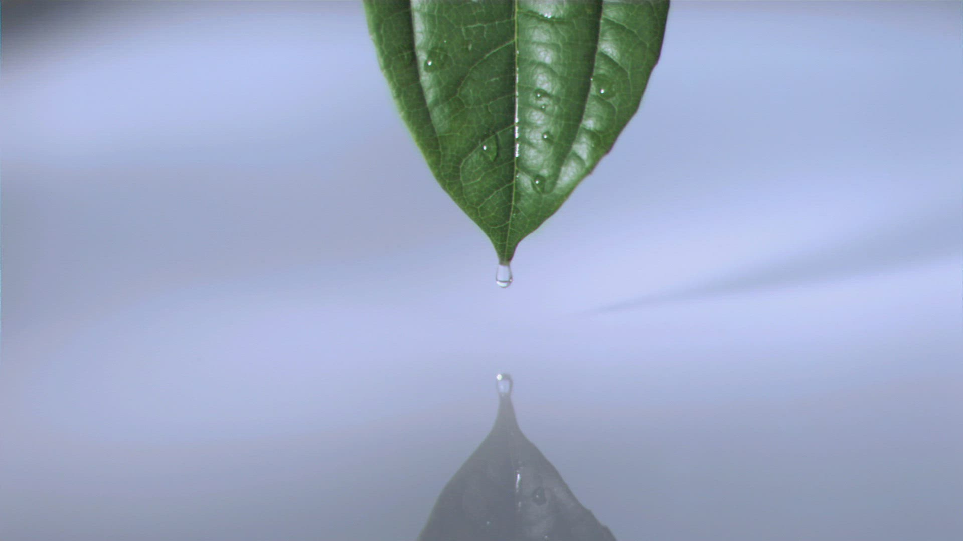 503620520 / Rain / Leaf / Failure