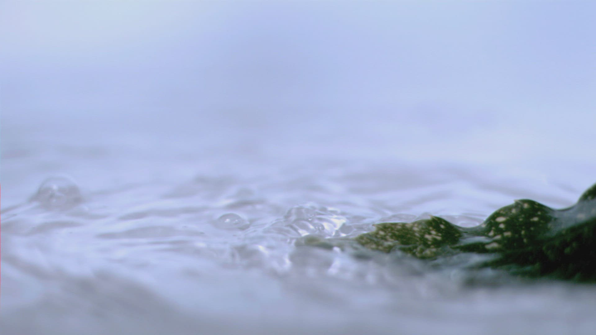 100041215 / Water / Water Surface / Green