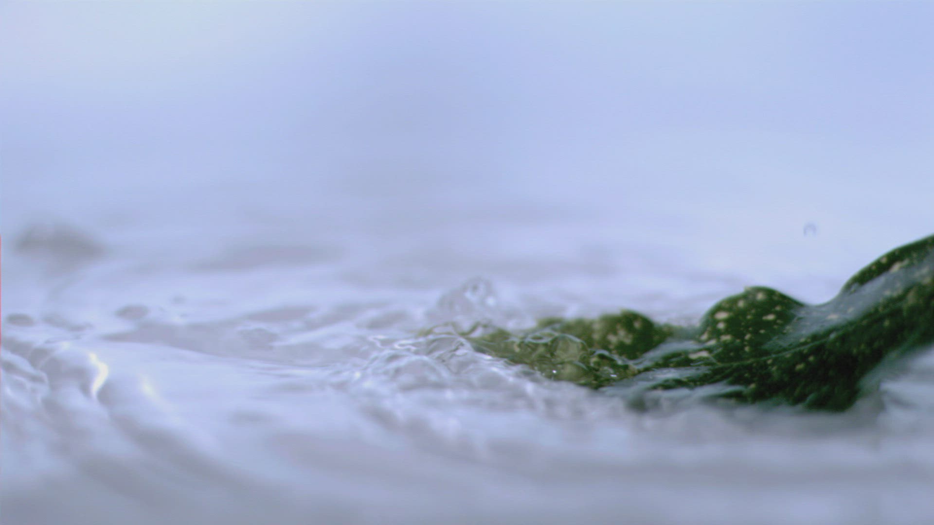 820780241 / Water / Water Surface / Green