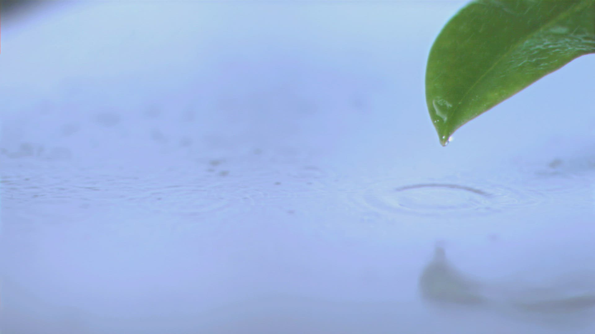 568009267 / Rain / Leaf / Failure