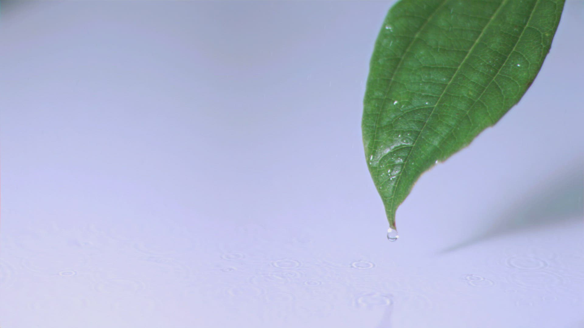903214945 / Wave / Splashing / Falling