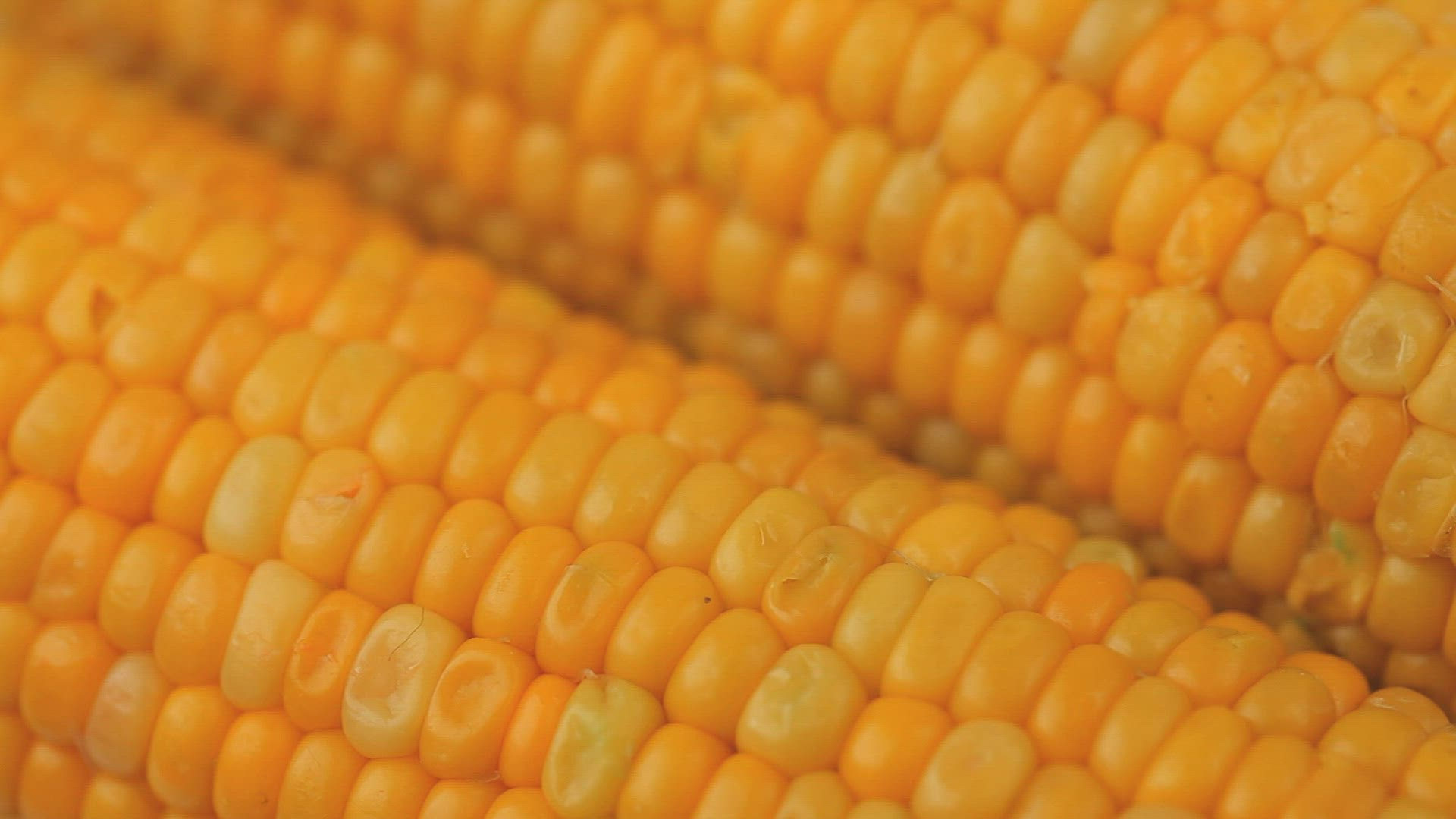 204643278 / DNA / Corn Kernel / Genome