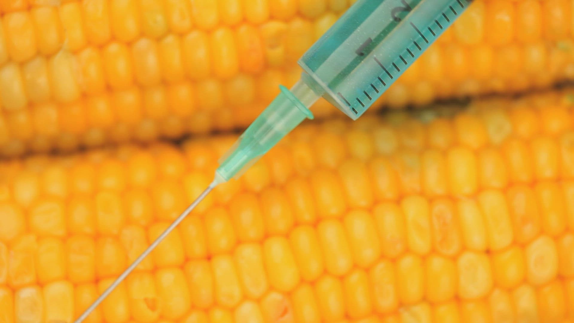 299279223 / DNA / Corn Kernel / Genome