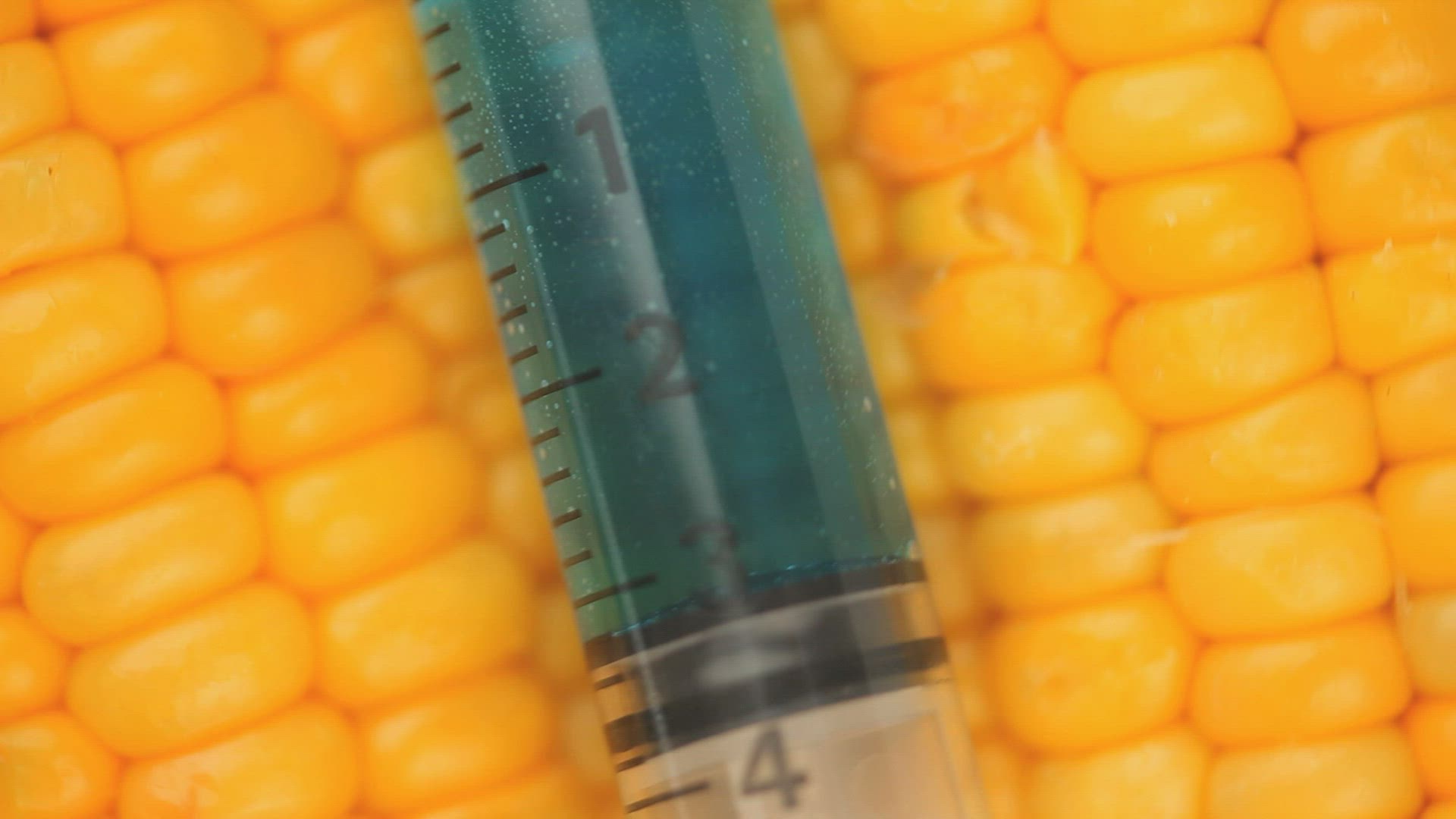 505410403 / DNA / Corn Kernel / Genome