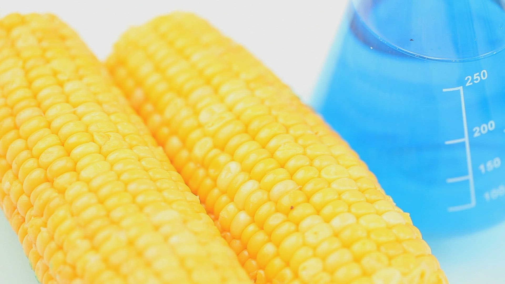 394772338 / DNA / Corn Kernel / Beer Jug