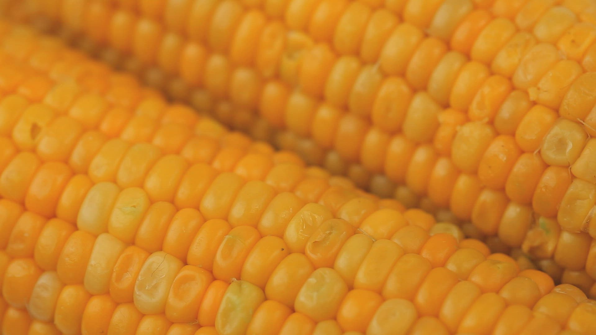 585305850 / DNA / Corn Kernel / Genome