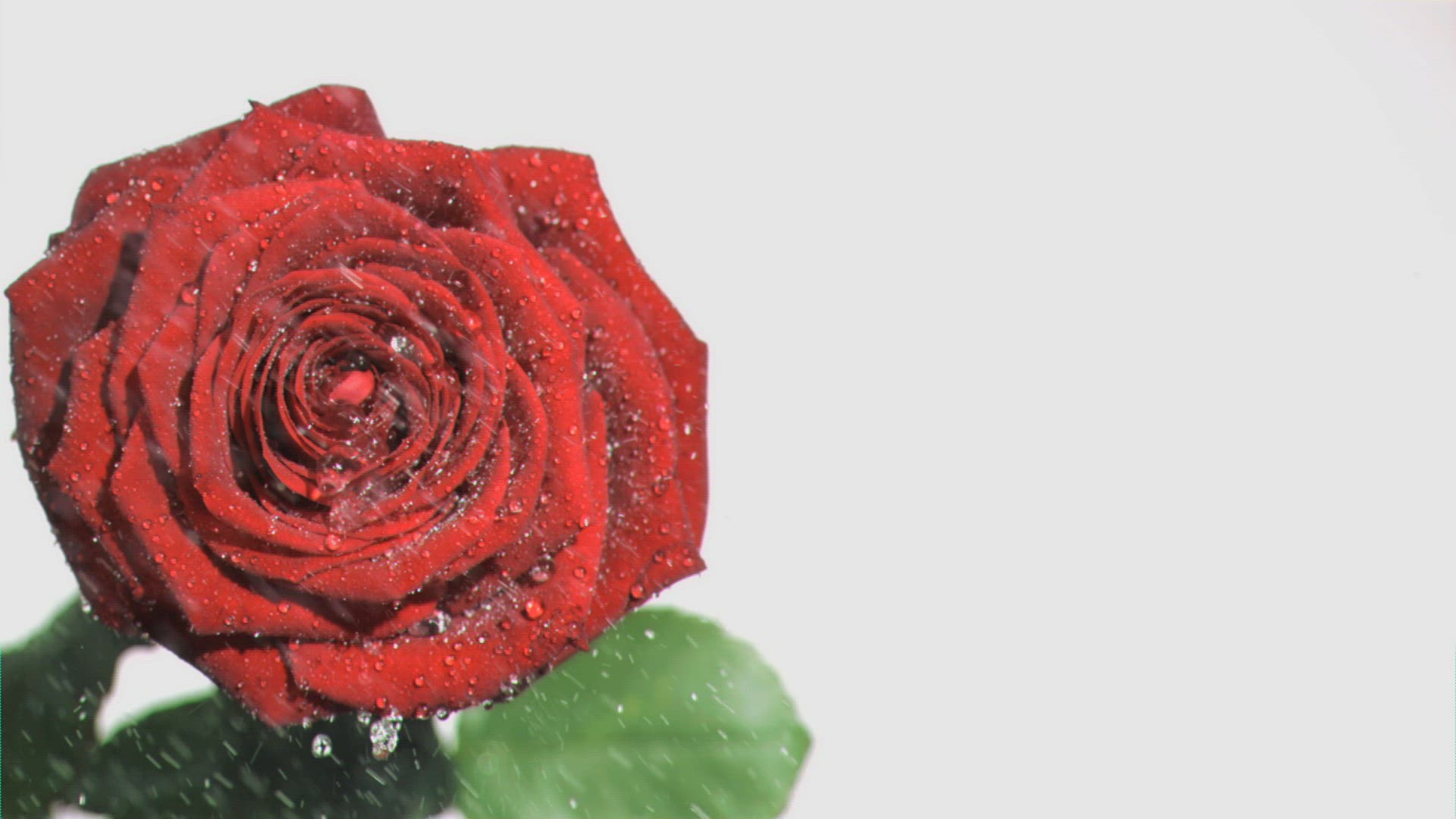 831336165 / Romantic / Petal / Spraying