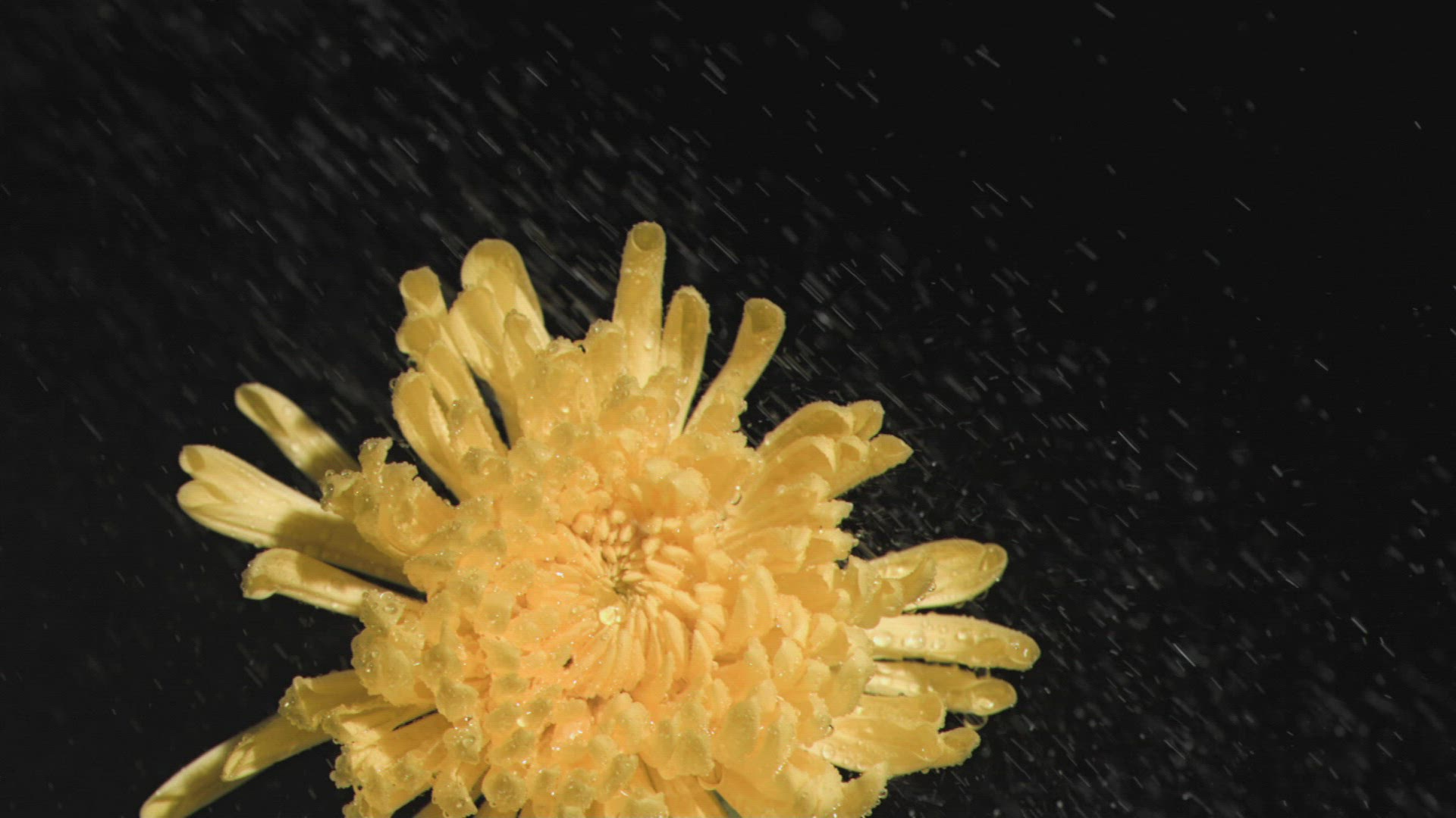 178562830 / Dew / Petal / Raindrop