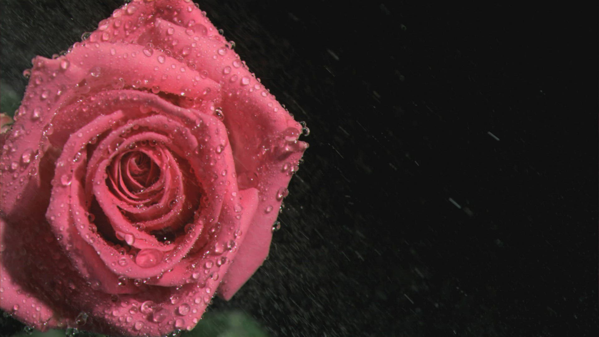 984239990 / Romantic / Petal / Spraying