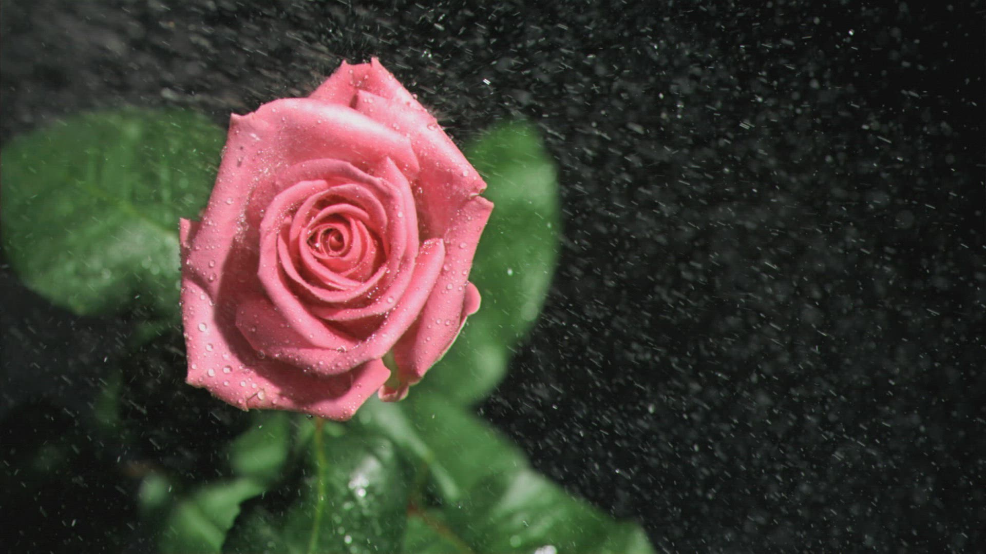 709165970 / Romantic / Petal / Spraying