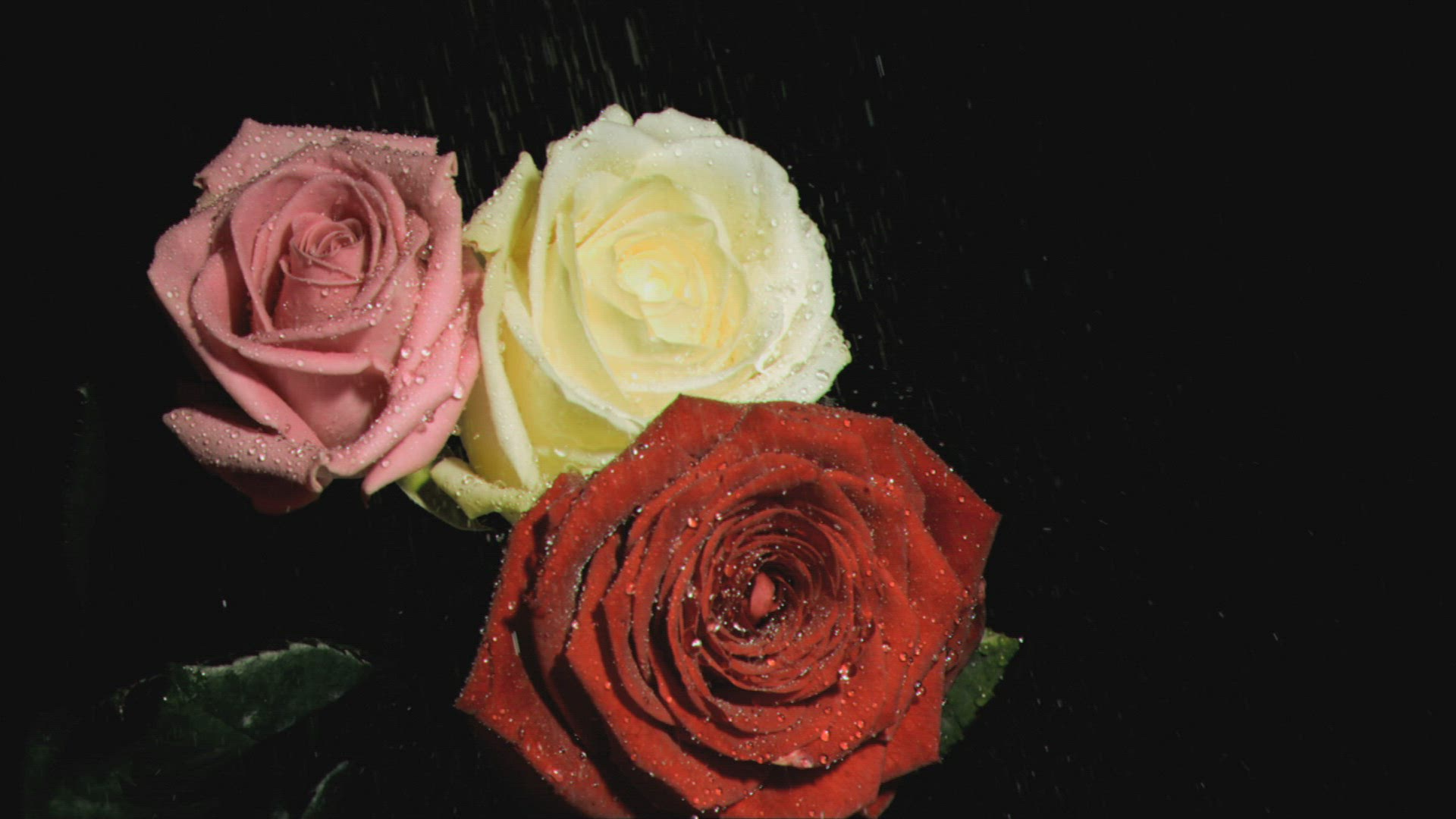 920914161 / Romantic / Petal / Spraying