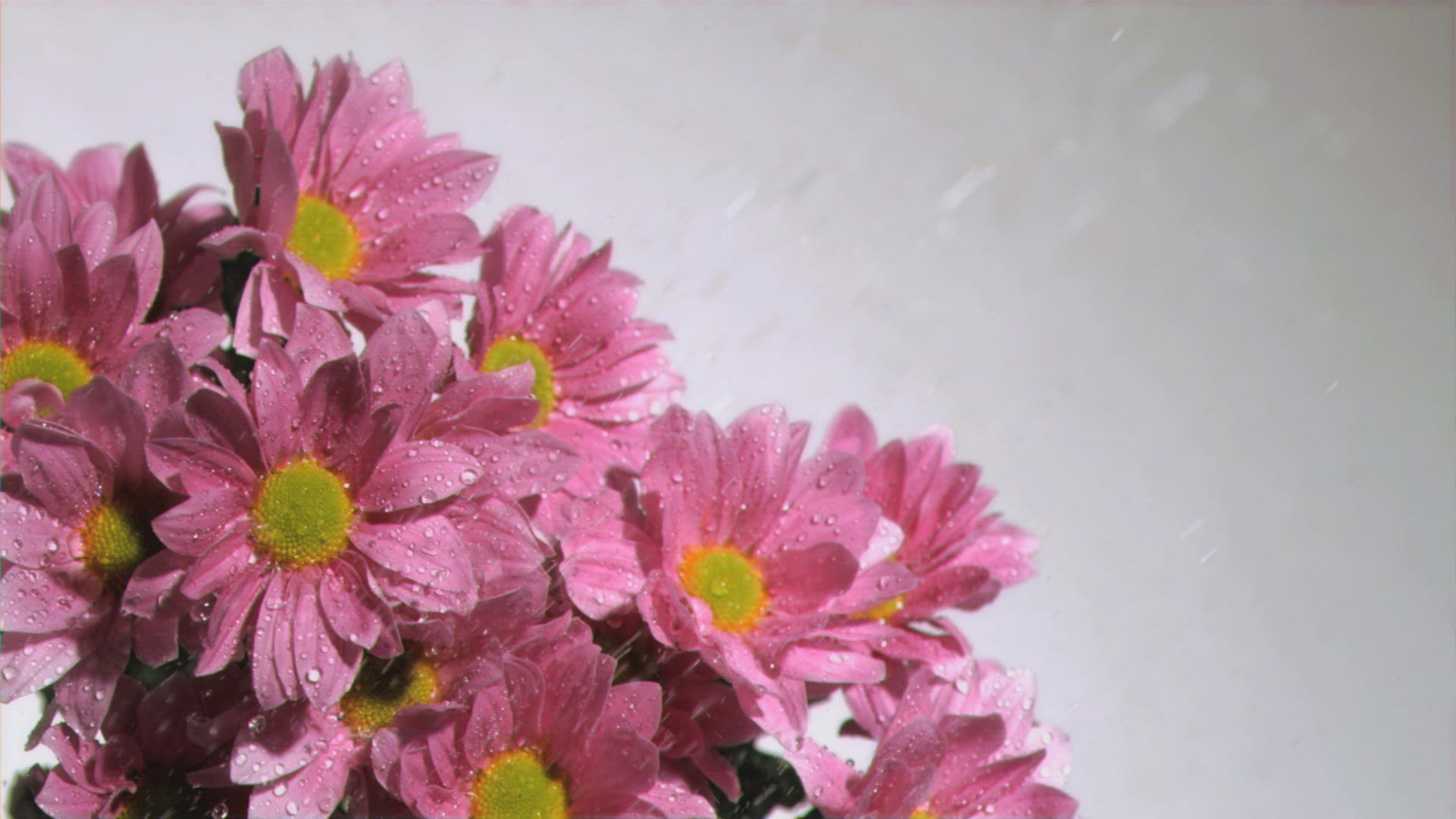 783919598 / Romantic / Petal / Spraying