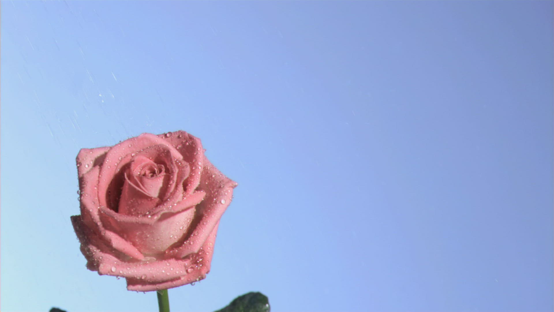 475373419 / Romantic / Petal / Falling