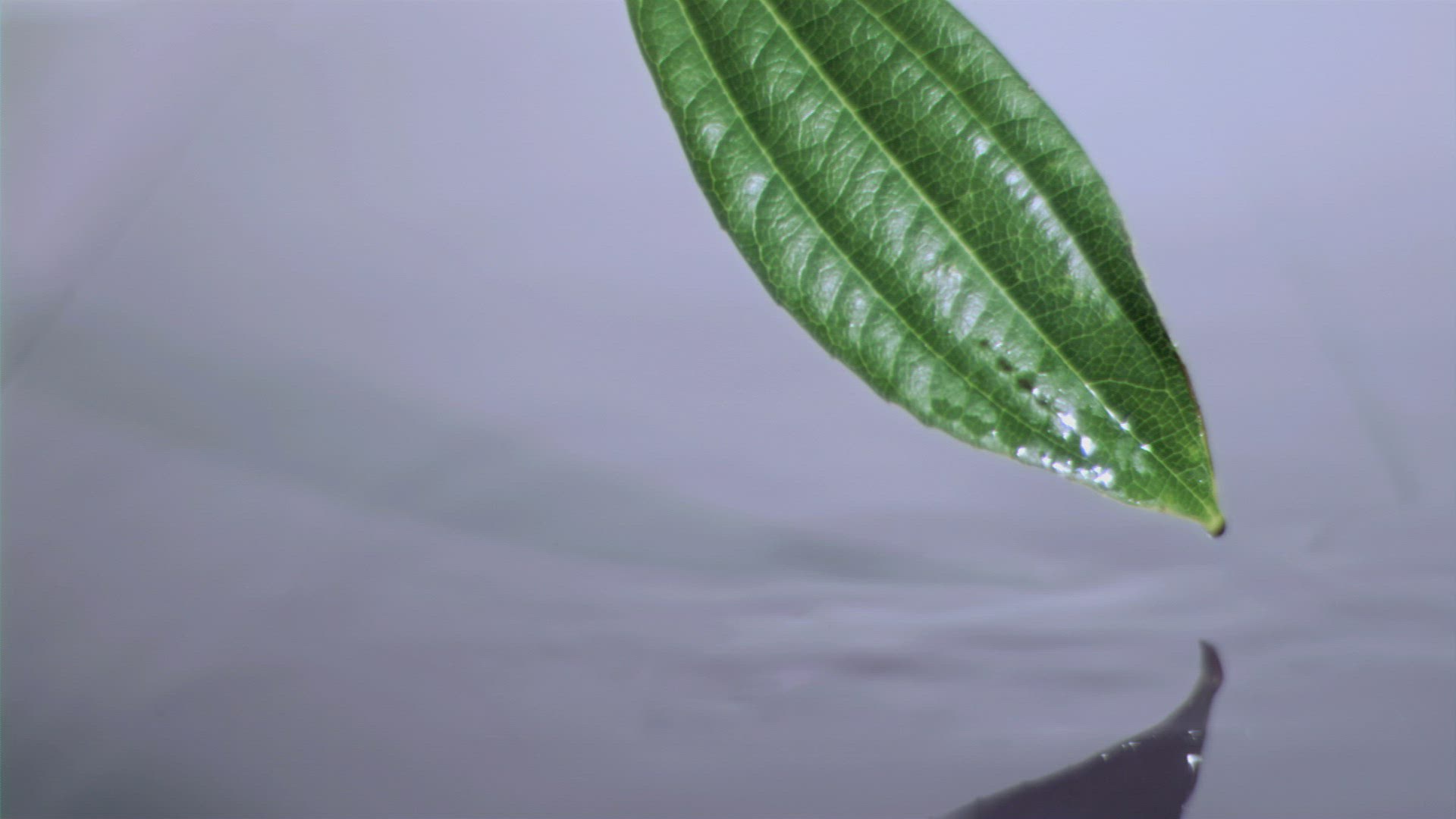 913762987 / Leaf / Water Surface / Moving