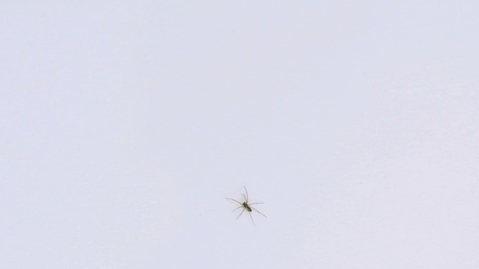 666246798 / Spider / Crawling