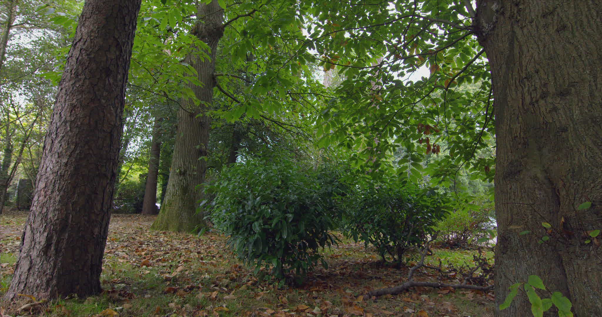 250999351 / Leaf / Giant / Forest 250999351 / Leaf / Giant / Forest