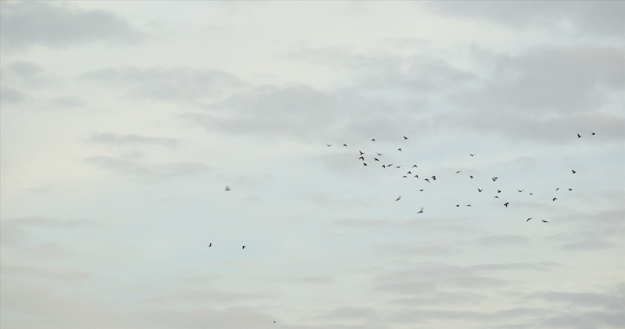 788500763 / Wading and Sea Gull Birds / Seagull / Sky