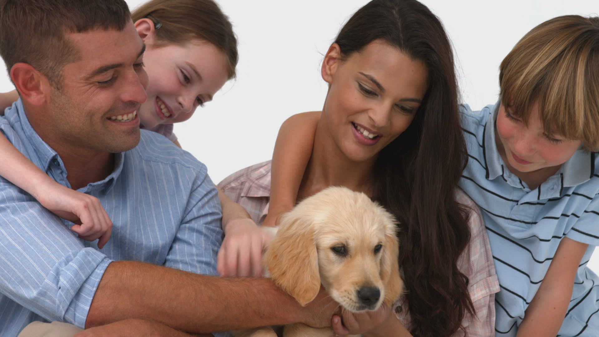 848210524 / Golden Retriever / Smiling / Retriever