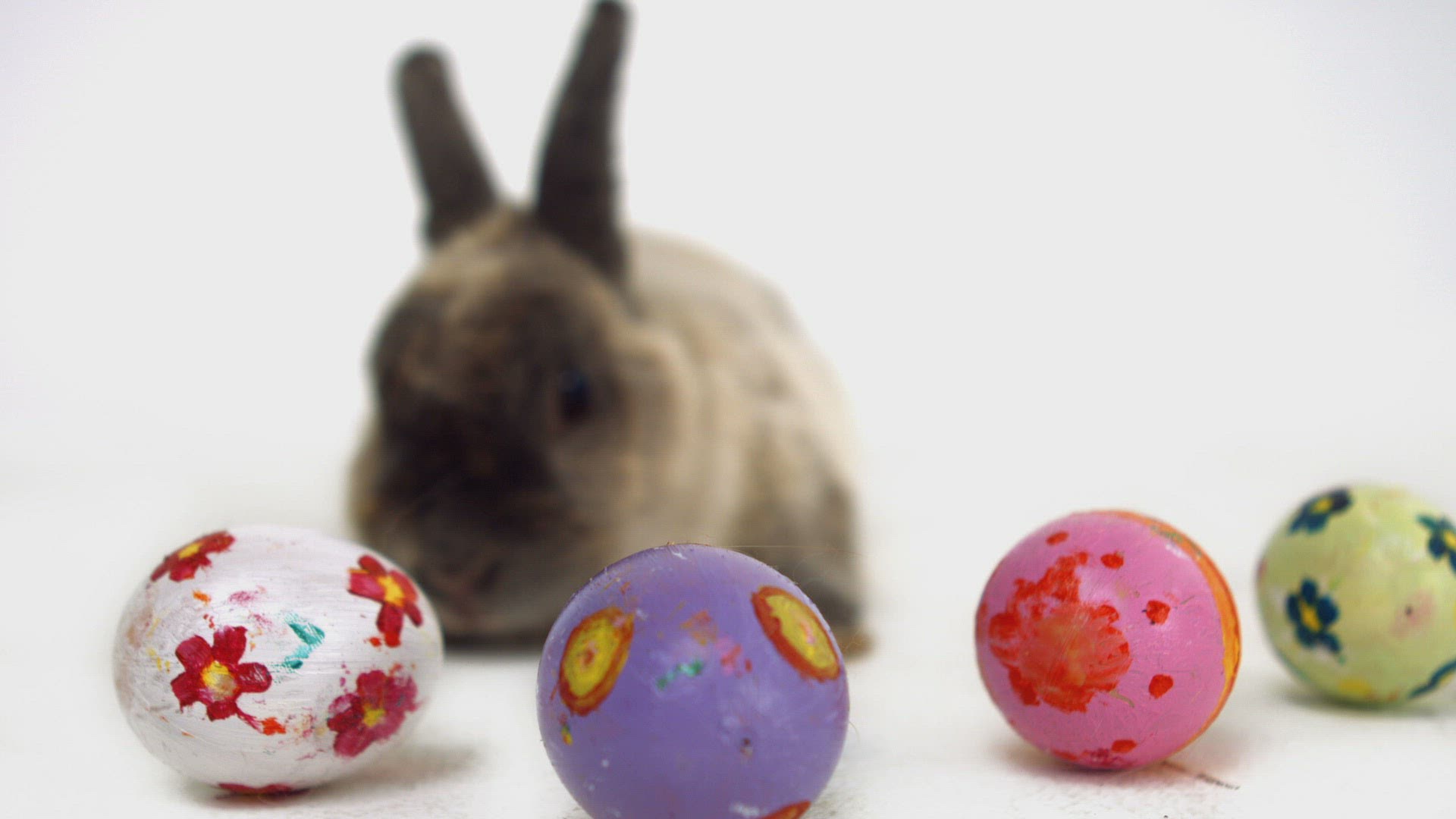 896671154 / Rabbit / Sitting / Looking