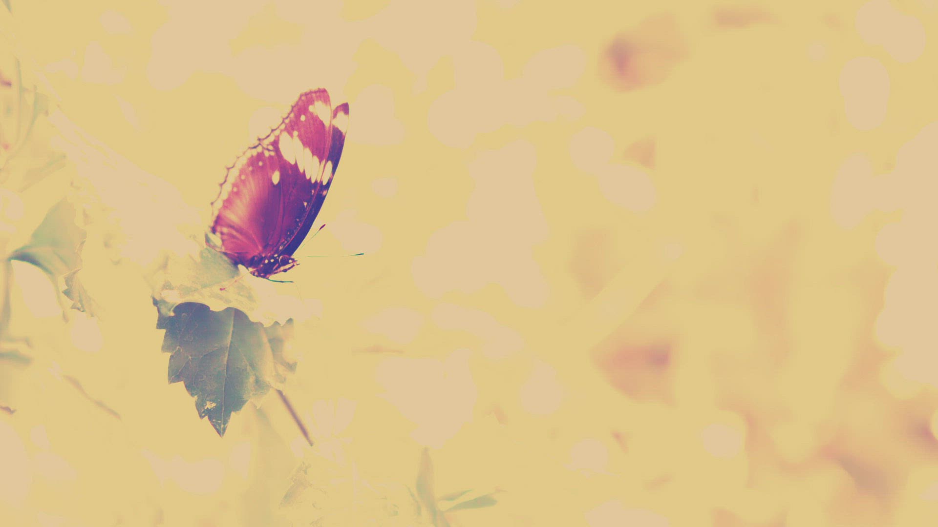 682143642 / Insect / Moving / Butterfly