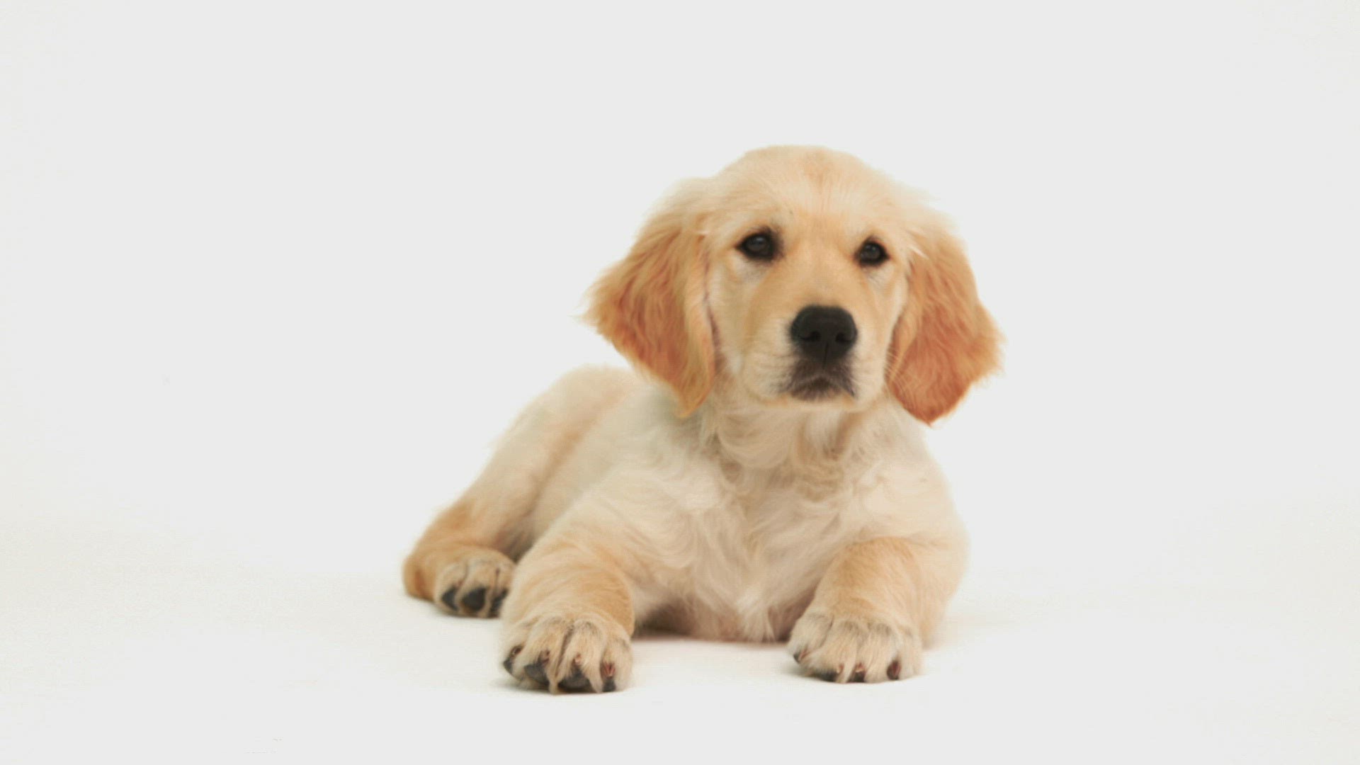 142089047 / Dog / Lying / Dog Breed