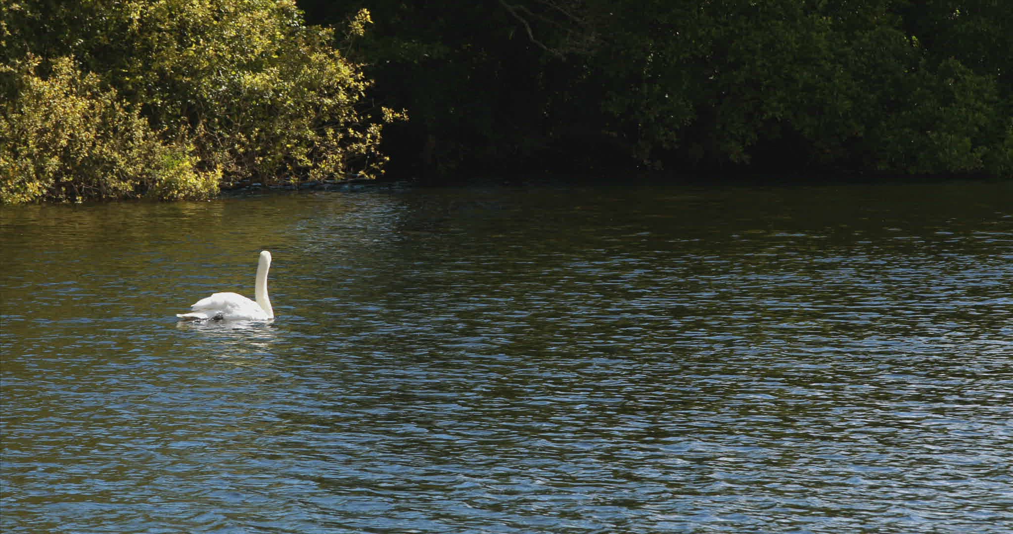 881986769 / Swan / Water Bird / Lake