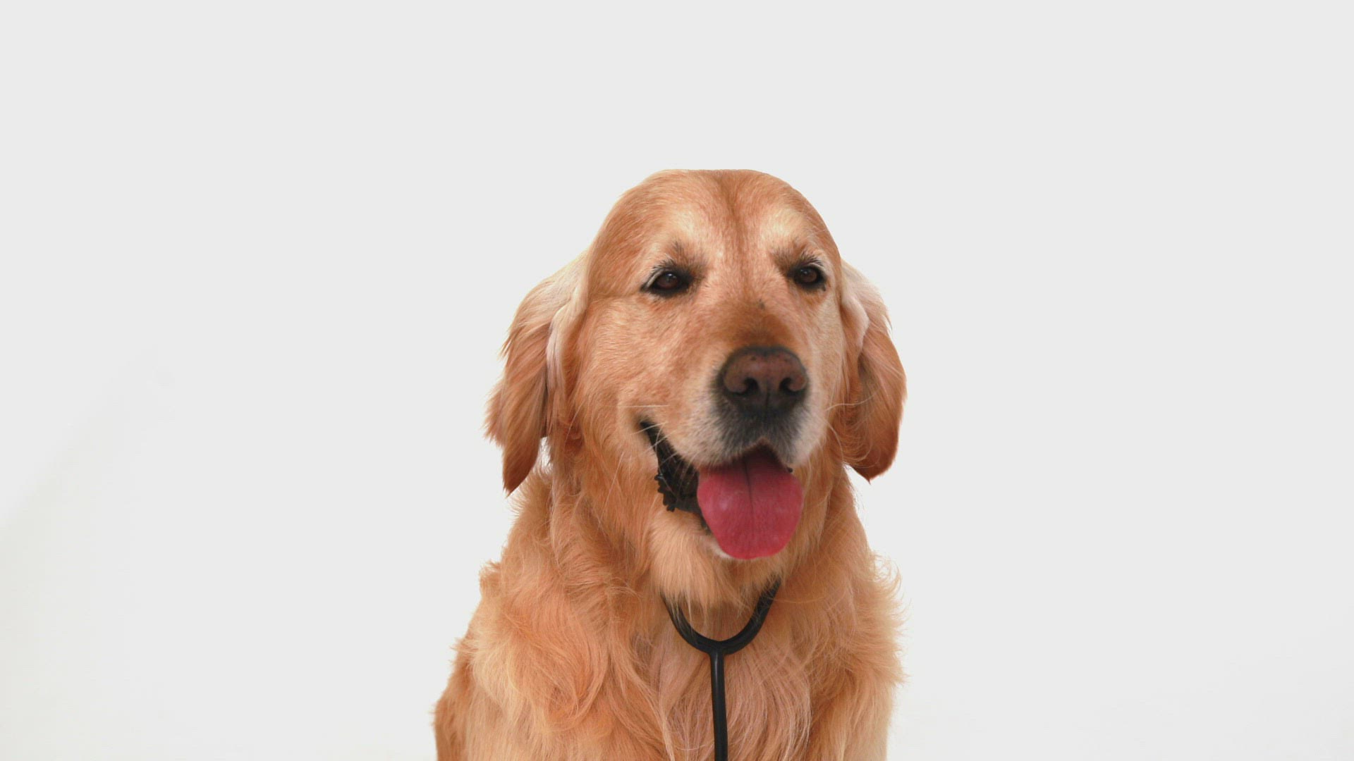 615210839 / Dog / Doctor / Veterinarian