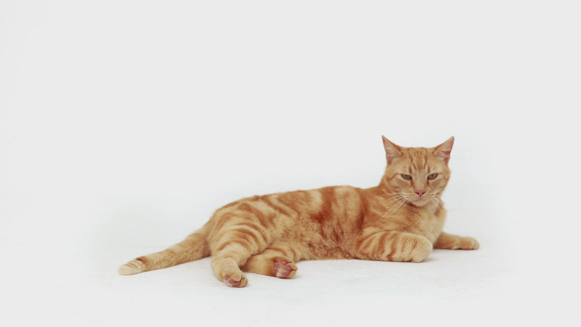 265732233 / Domestic Cat / Lying / Ginger