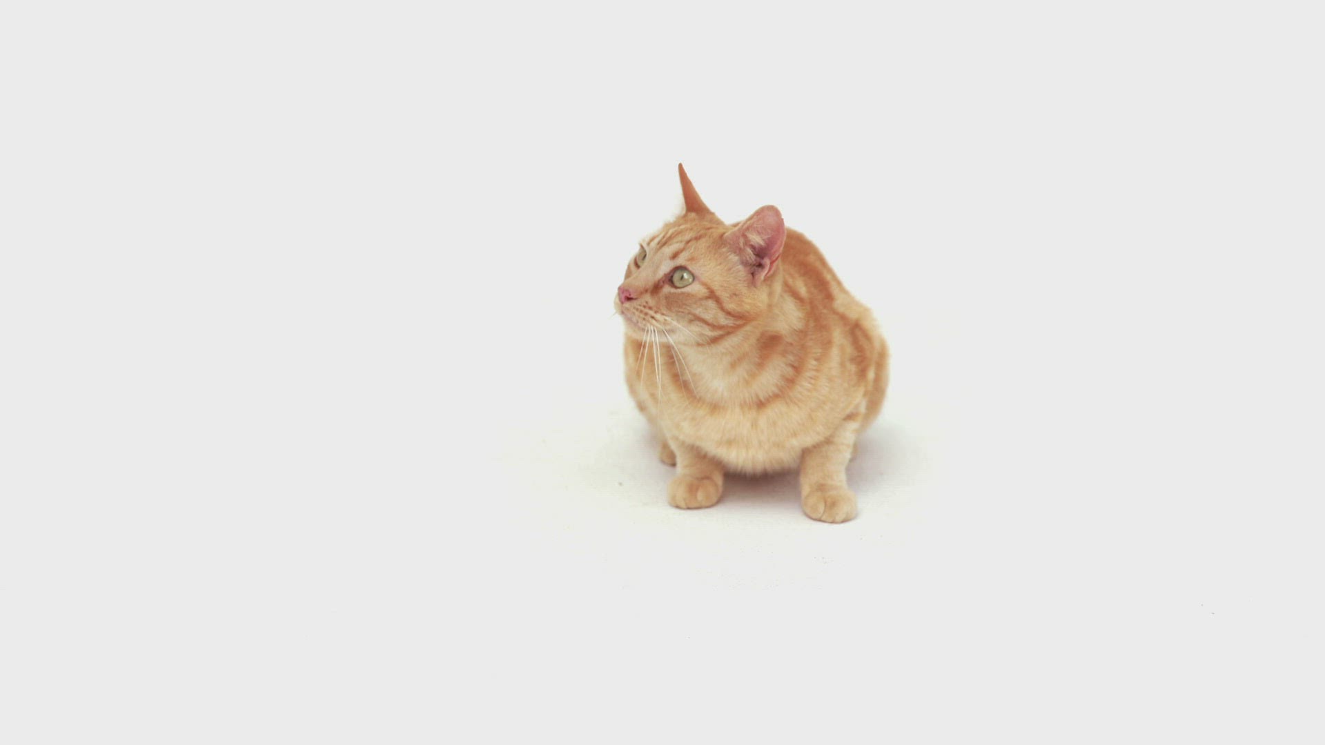 141604185 / Domestic Cat / Lying / Ginger
