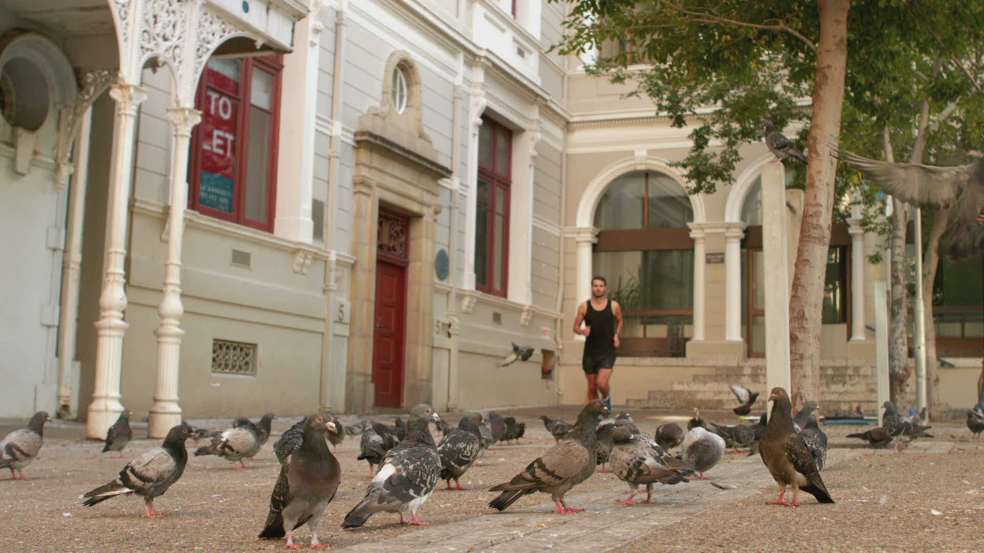 207158642 / Pigeon / Jogging / City View