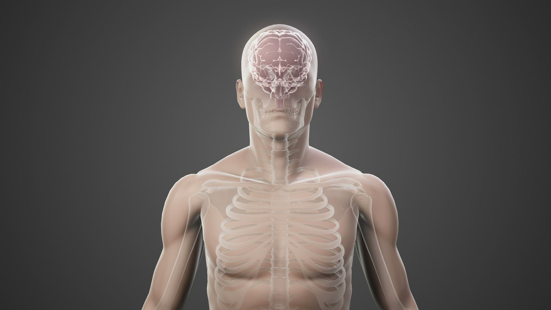 397037393 / Animation / Anatomy