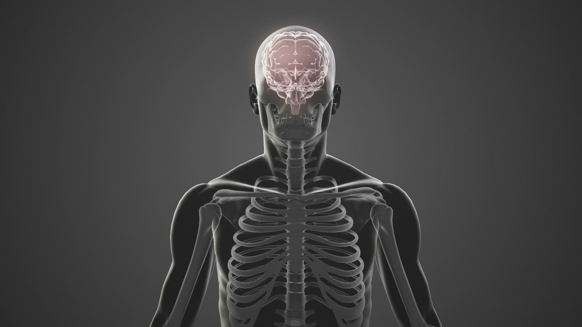 128338072 / Animation / Anatomy