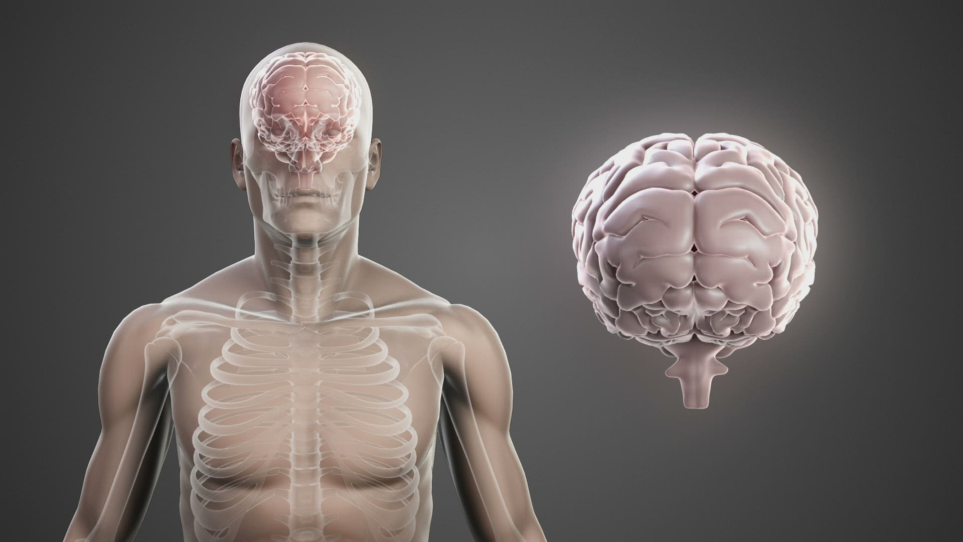 925947218 / Animation / Anatomy