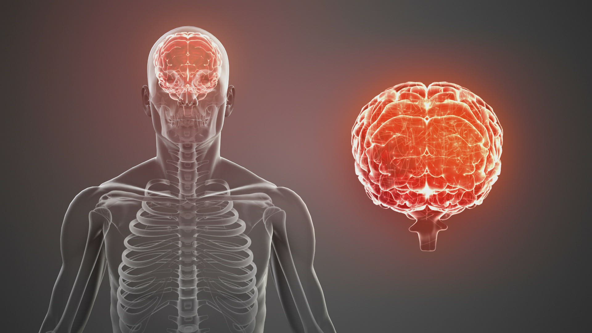 264739376 / Animation / Anatomy