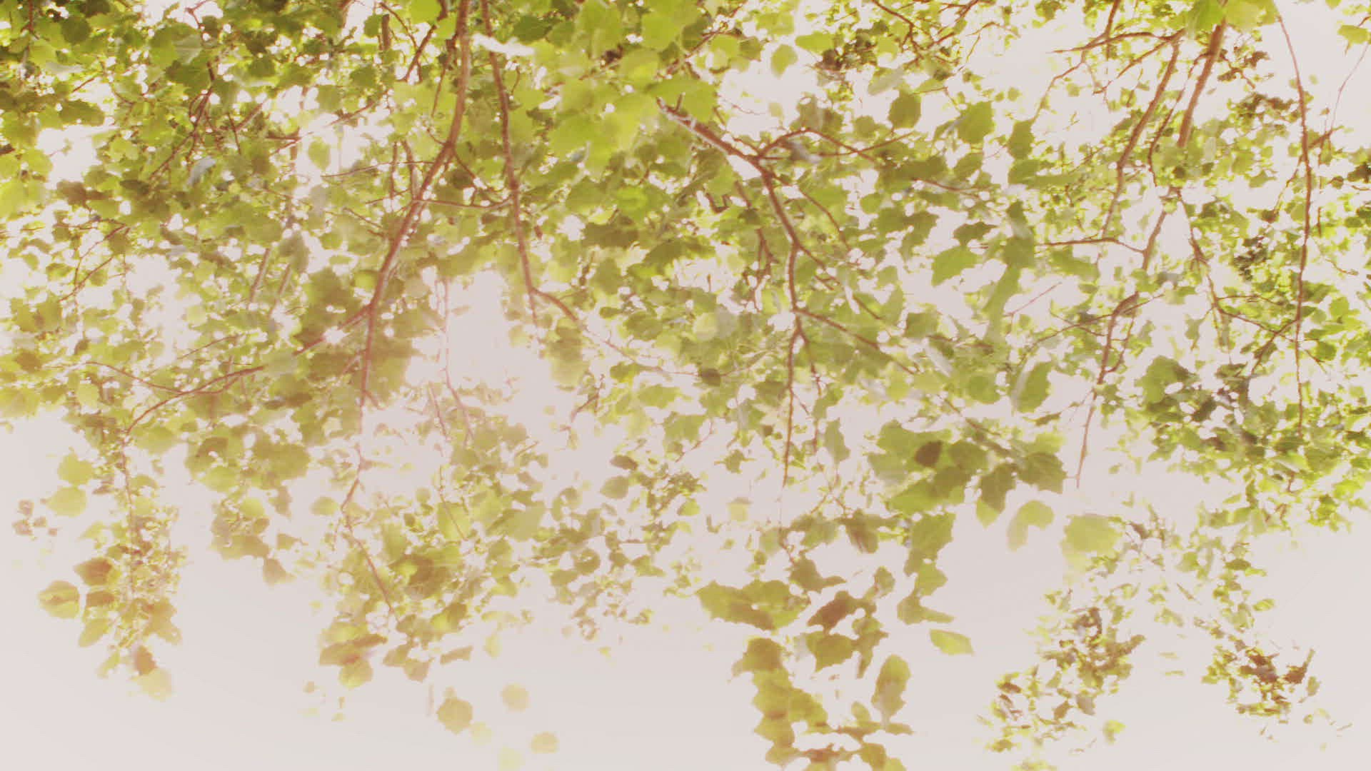 653858984 / Moving / Tree / Park