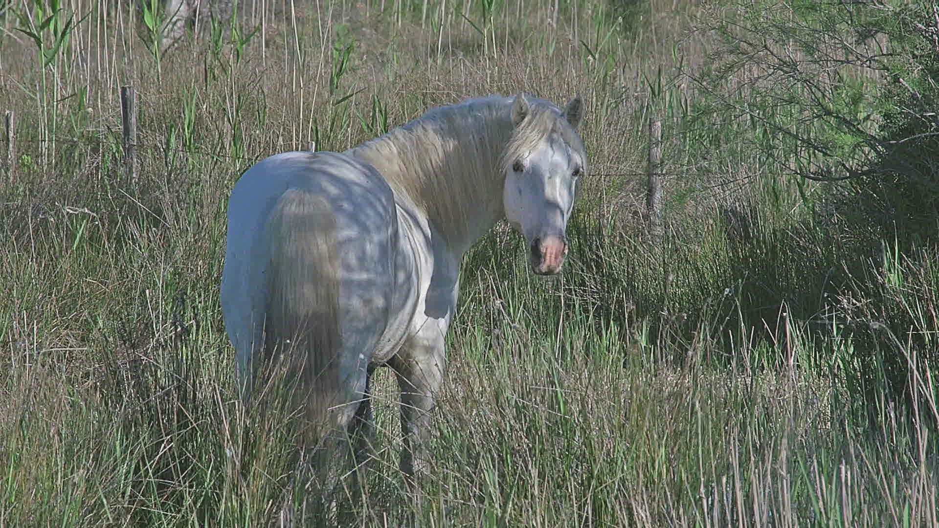 302307329 / Camargue Horse / France