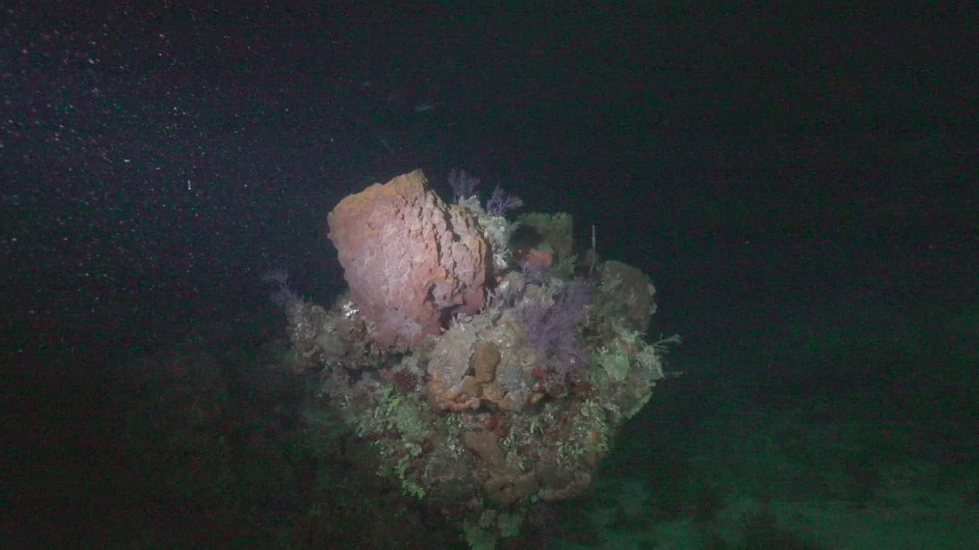 826024680 / Coral Reef / Atlantic Ocean / The Bahamas