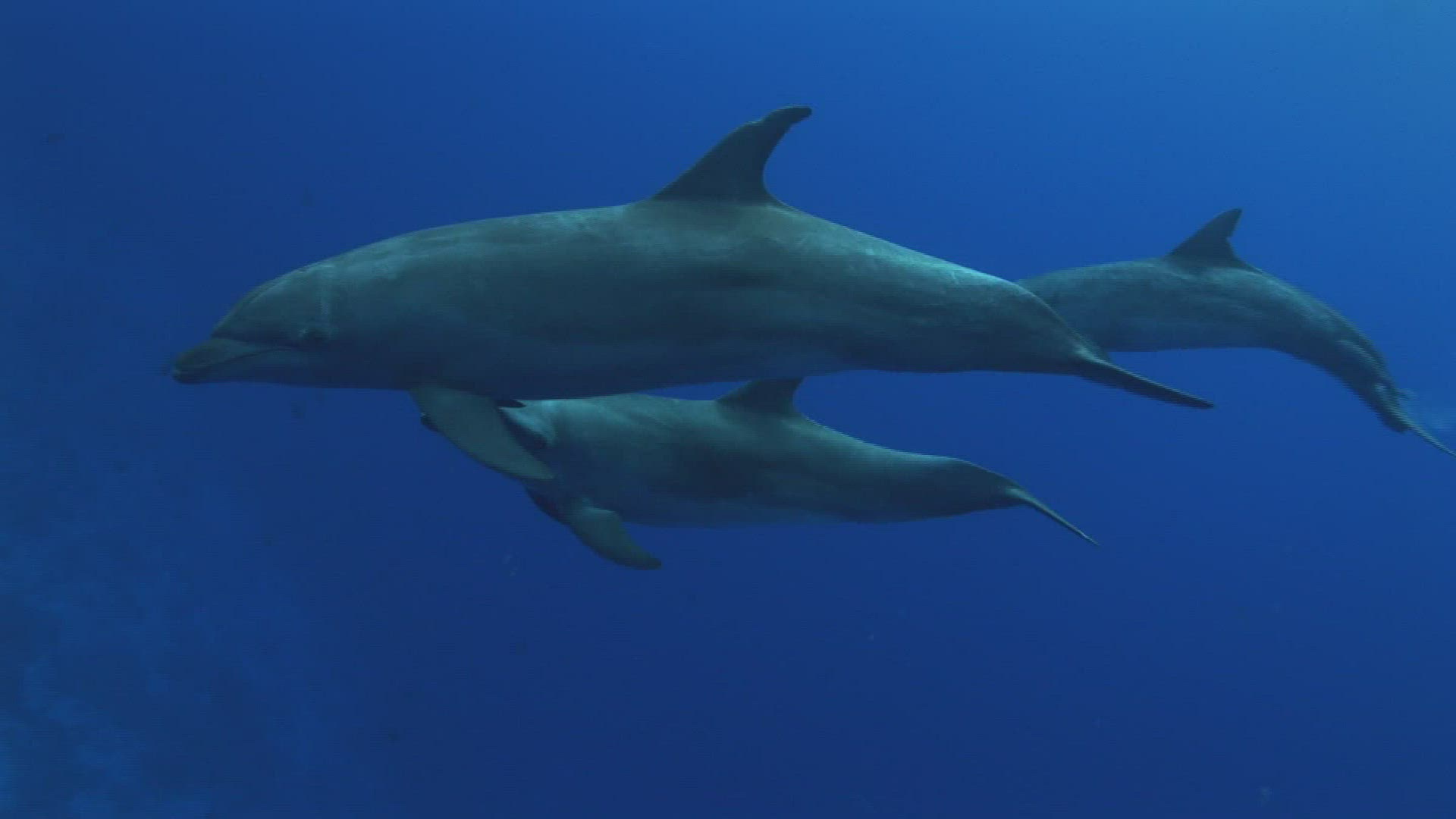 504479593 / Offspring / Dolphin / South Pacific