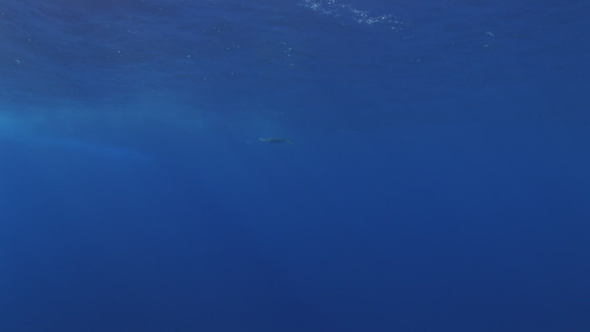 863491110 / Spotted Eagle Ray / Swimming / South Pacific
